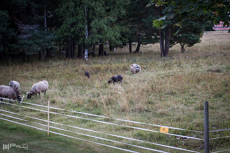 Fåren vid Dag Hammarskjölds väg