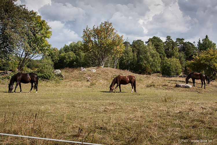 Intill Slädvägen i Valsätra