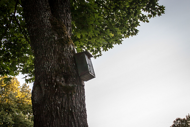 En etta vid Rosendal