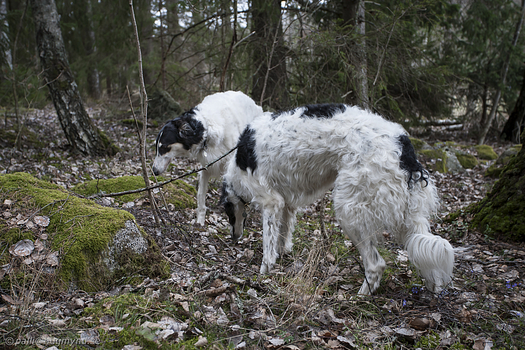 Katinka, Hedra och Ivra i skogen