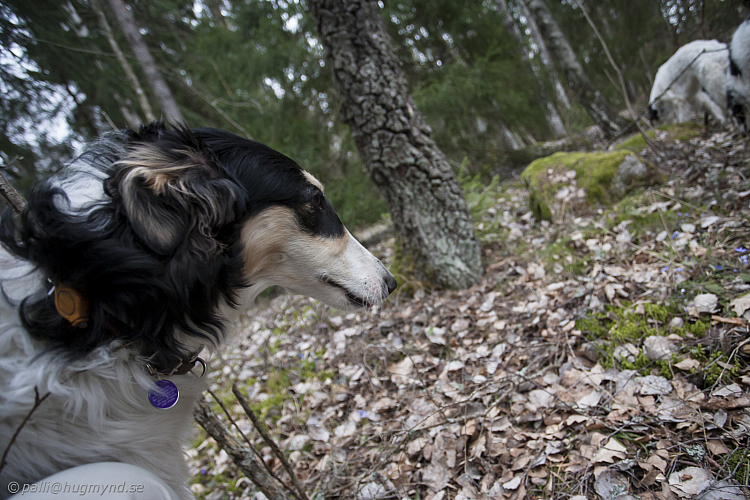 Katinka, Hedra och Ivra i skogen