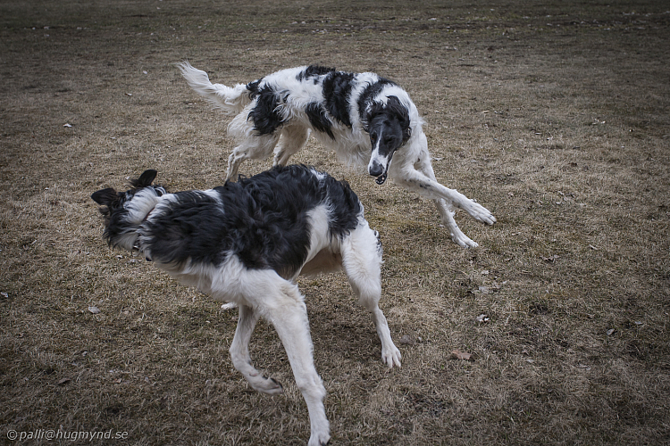 Katinka, Hedra och Ivra på Gottsundagipen