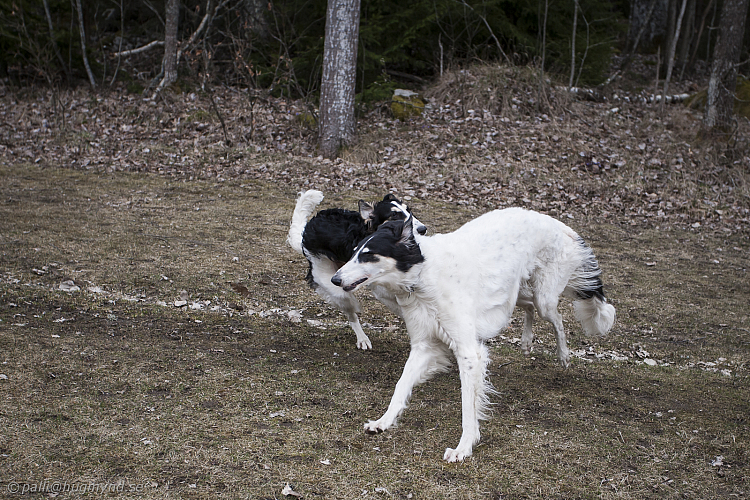Katinka, Hedra och Ivra på Gottsundagipen