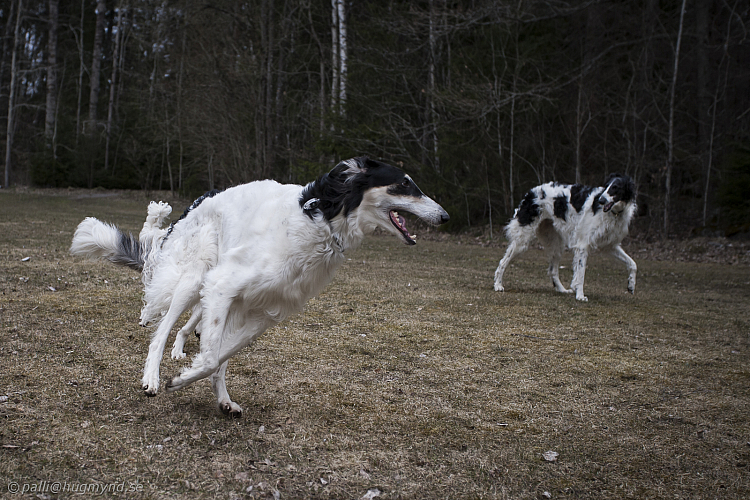 Katinka, Hedra och Ivra på Gottsundagipen