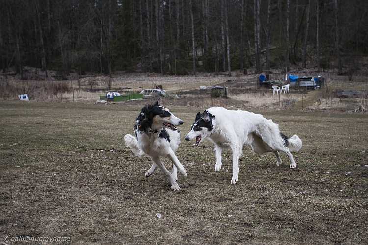 Katinka, Hedra och Ivra på Gottsundagipen