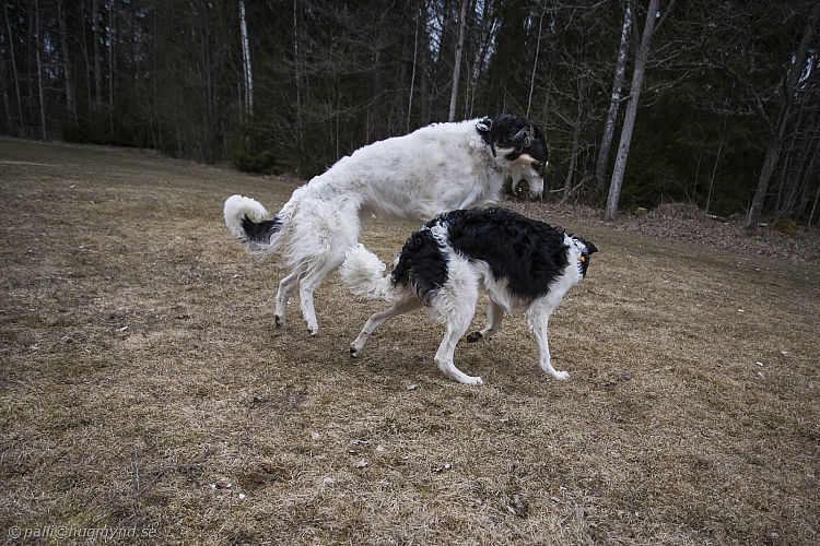Katinka, Hedra och Ivra på Gottsundagipen