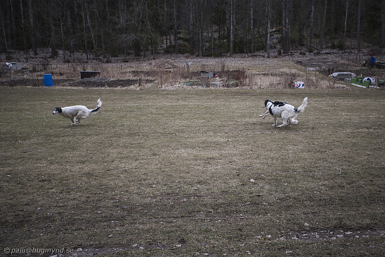Katinka, Hedra och Ivra på Gottsundagipen