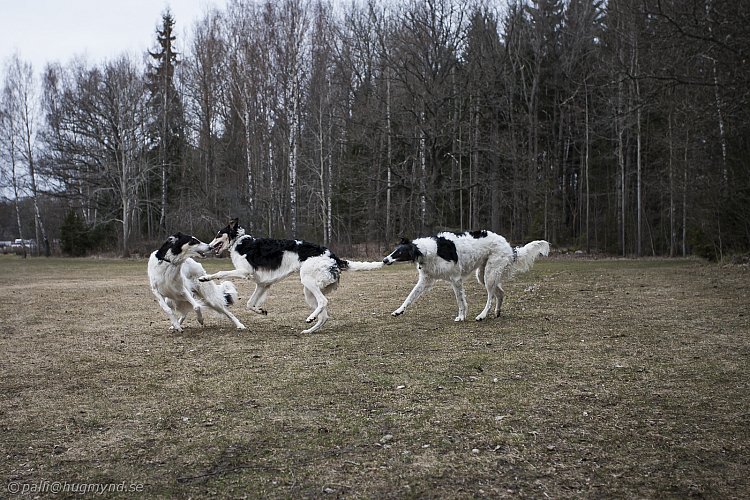 Katinka, Hedra och Ivra på Gottsundagipen