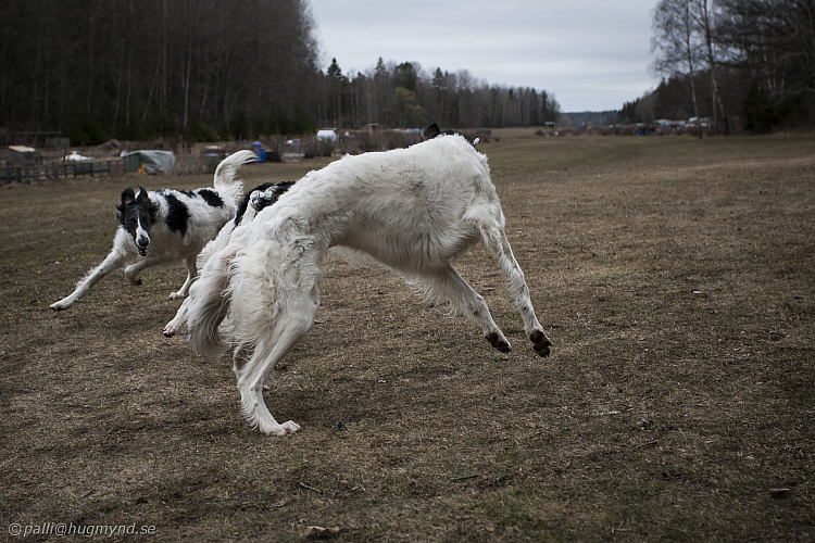 Katinka, Hedra och Ivra på Gottsundagipen
