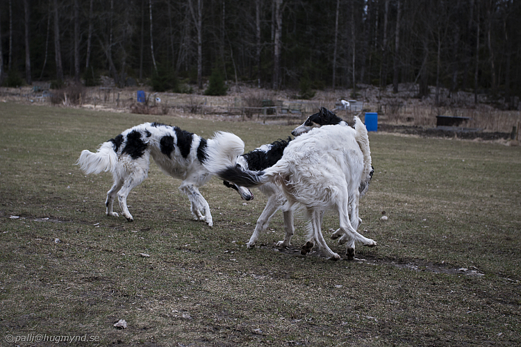 Katinka, Hedra och Ivra på Gottsundagipen