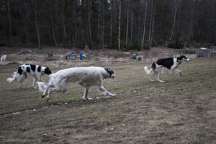 Katinka, Hedra och Ivra på Gottsundagipen