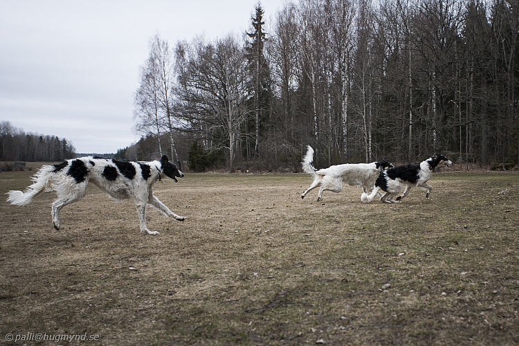Katinka, Hedra och Ivra på Gottsundagipen