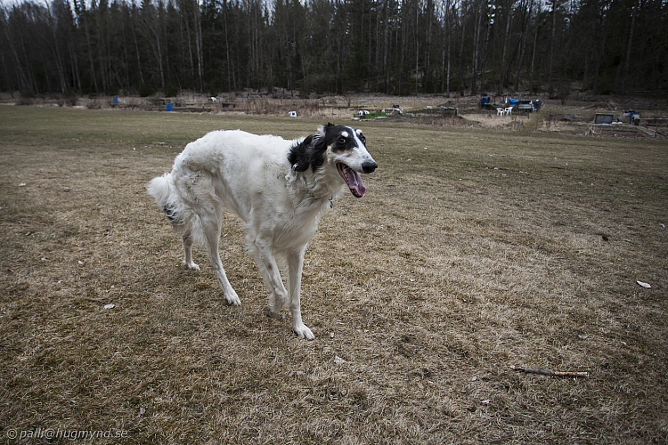 Katinka, Hedra och Ivra på Gottsundagipen