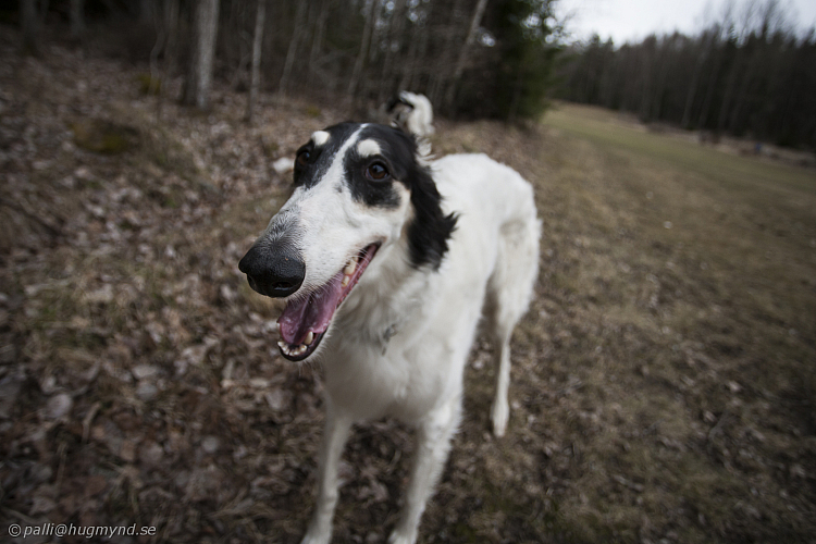 Katinka, Hedra och Ivra på Gottsundagipen