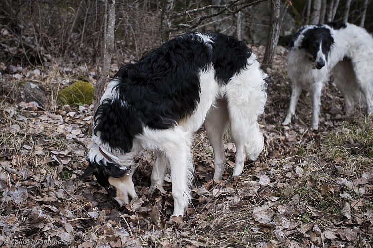 Katinka, Hedra och Ivra på Gottsundagipen