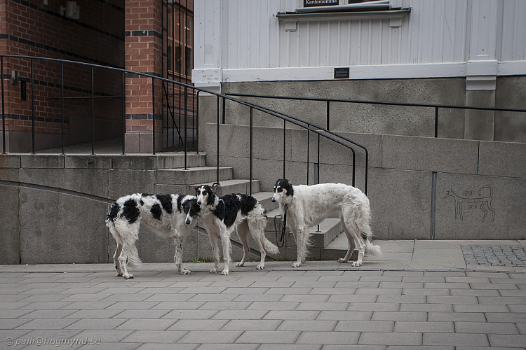 Katinka, Hedra och Ivra på Stadsbiblioteket