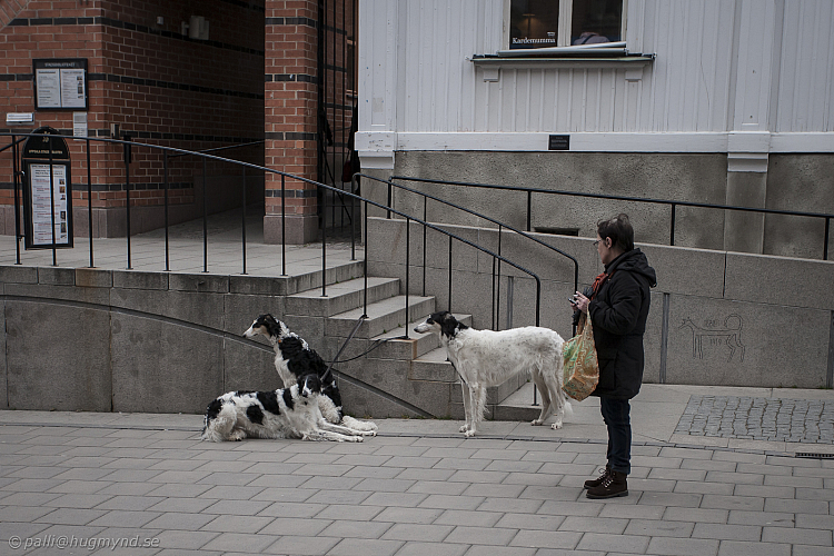 Katinka, Hedra och Ivra på Stadsbiblioteket