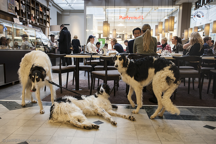Katinka, Hedra och Ivra på fik