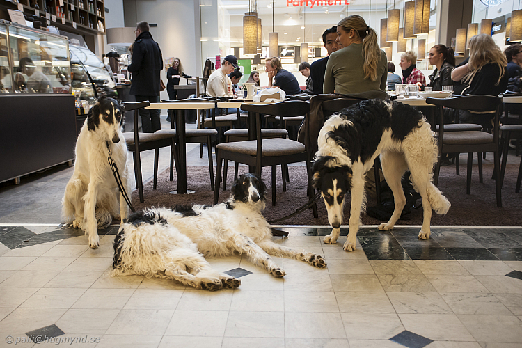 Katinka, Hedra och Ivra på fik