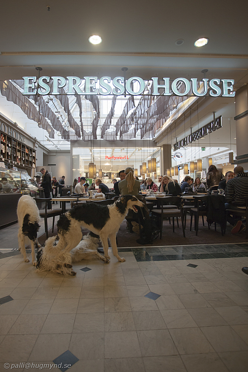 Katinka, Hedra och Ivra på fik