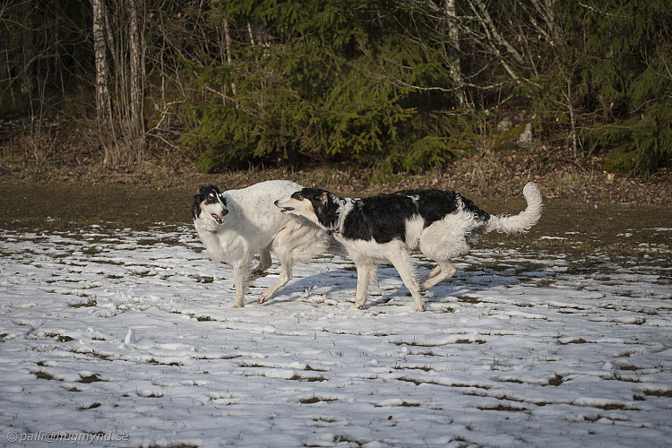 Katinka, Hedra och Ivra på Gottsundagipen