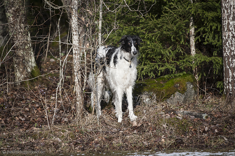 Katinka, Hedra och Ivra på Gottsundagipen
