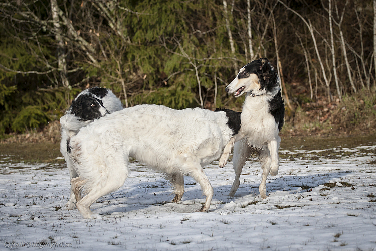 Katinka, Hedra och Ivra på Gottsundagipen