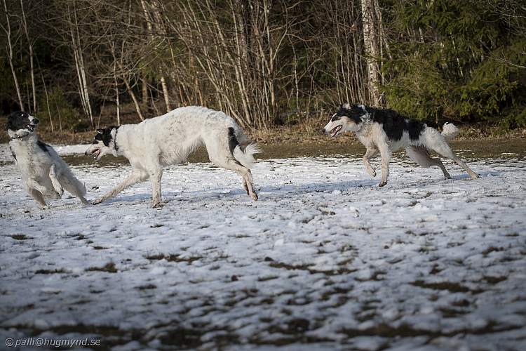 Katinka, Hedra och Ivra på Gottsundagipen