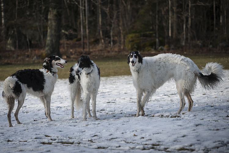 Katinka, Hedra och Ivra på Gottsundagipen