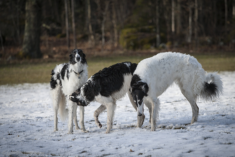 Katinka, Hedra och Ivra på Gottsundagipen