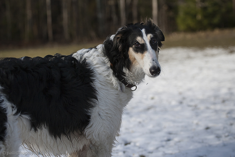 Katinka, Hedra och Ivra på Gottsundagipen