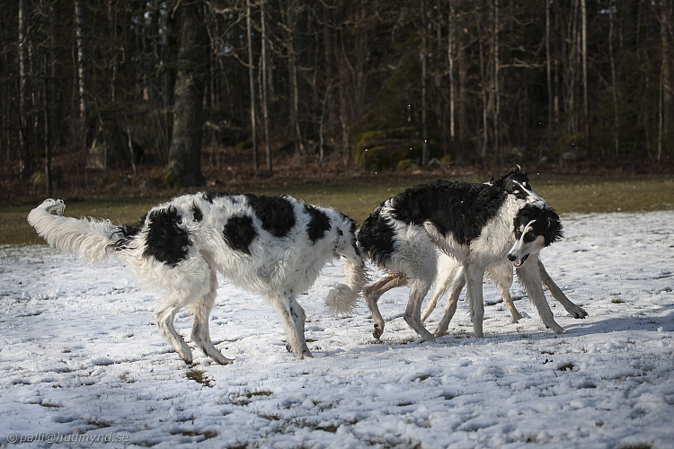 Katinka, Hedra och Ivra på Gottsundagipen