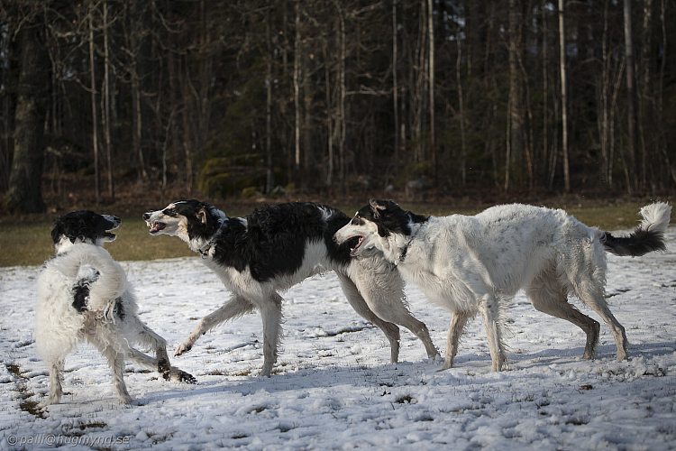 Katinka, Hedra och Ivra på Gottsundagipen