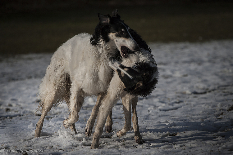 Katinka, Hedra och Ivra på Gottsundagipen