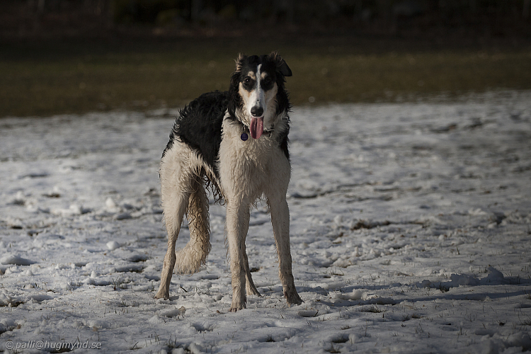 Katinka, Hedra och Ivra på Gottsundagipen