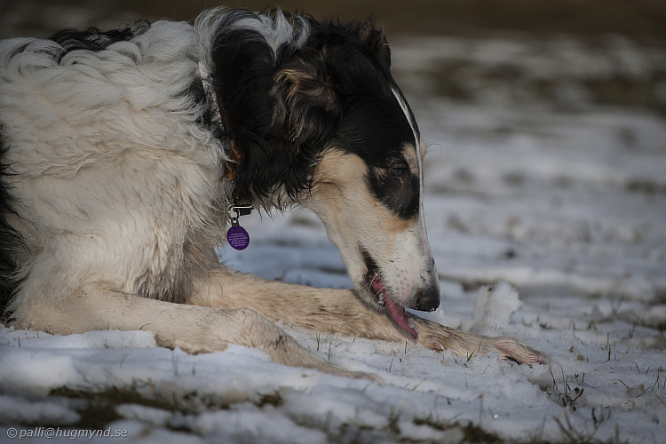 Katinka, Hedra och Ivra på Gottsundagipen