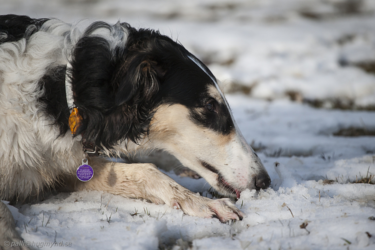 Katinka, Hedra och Ivra på Gottsundagipen