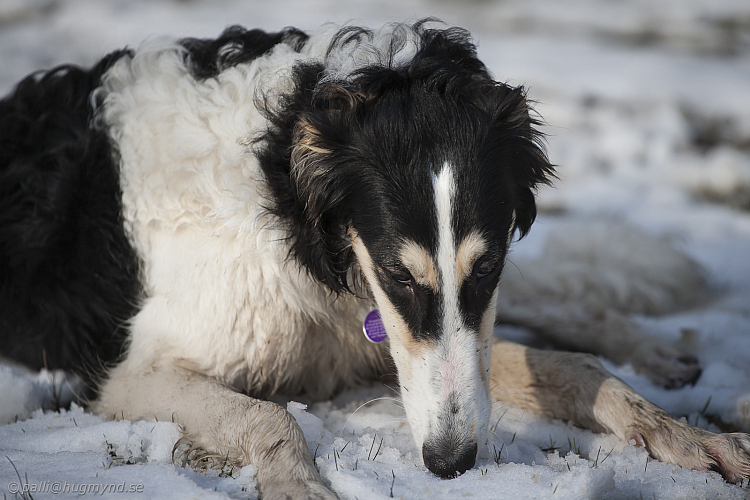 Katinka, Hedra och Ivra på Gottsundagipen