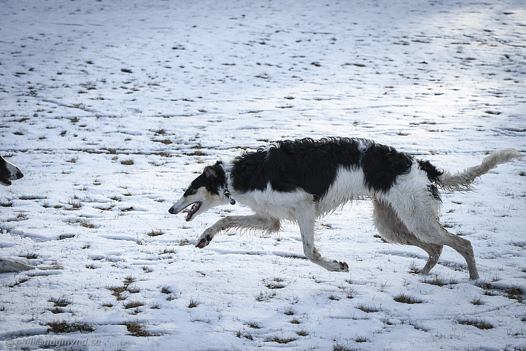 Katinka, Hedra och Ivra på Gottsundagipen