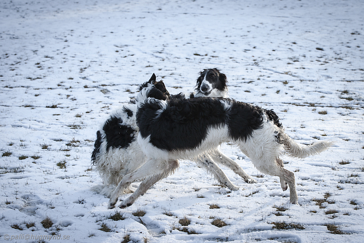 Katinka, Hedra och Ivra på Gottsundagipen