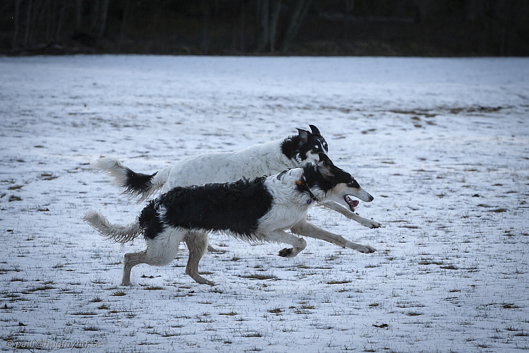 Katinka, Hedra och Ivra på Gottsundagipen