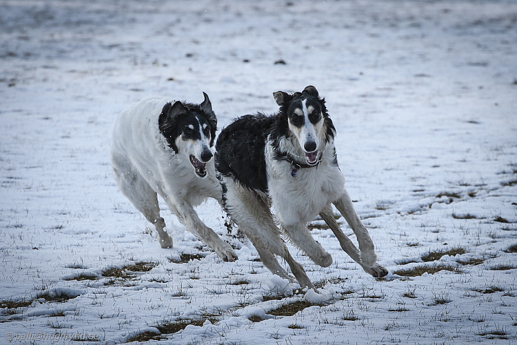 Katinka, Hedra och Ivra på Gottsundagipen