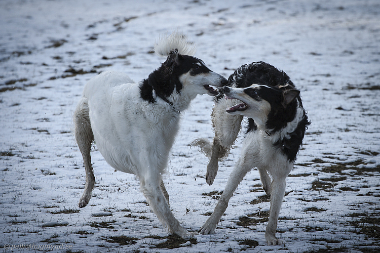 Katinka, Hedra och Ivra på Gottsundagipen