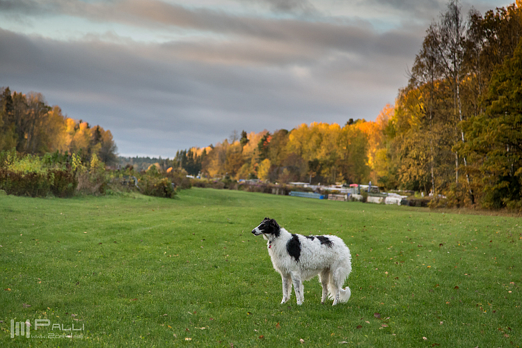 Gottsundagipen, Katinka