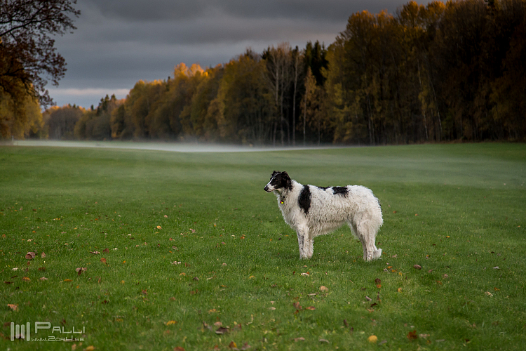 Gottsundagipen, Katinka