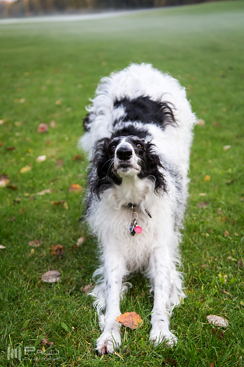 Gottsundagipen, Katinka