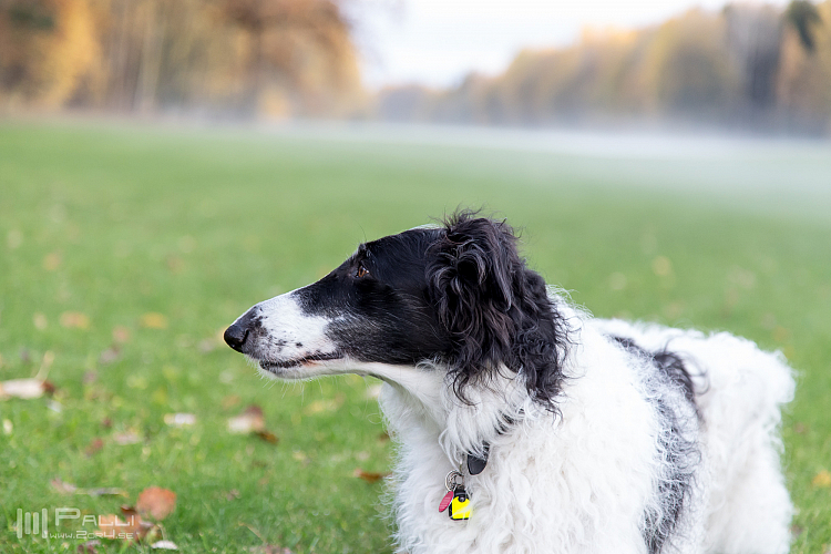 Gottsundagipen, Katinka