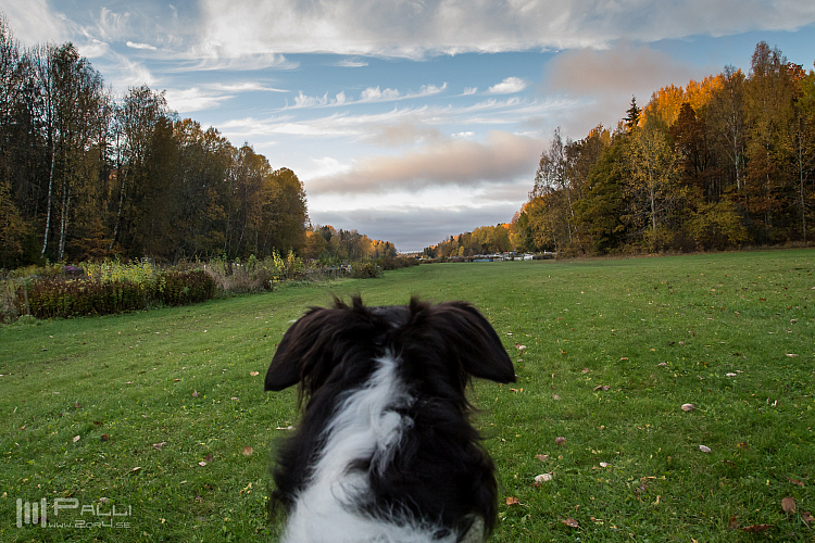 Gottsundagipen, Ivra