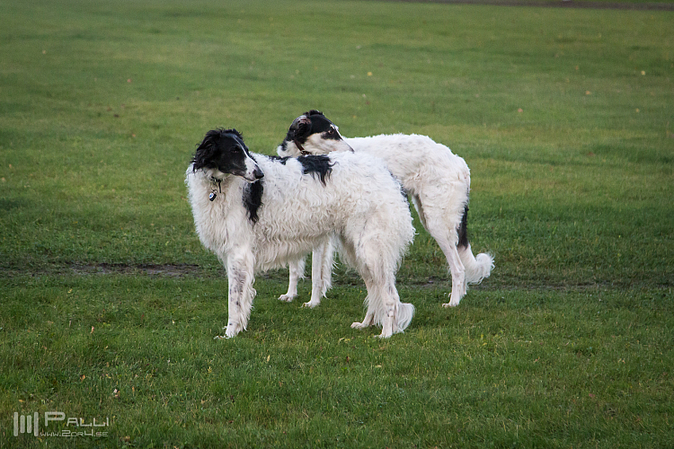 Gottsundagipen,  Katinka, Hedra