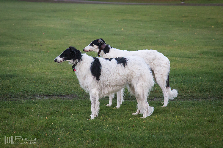 Gottsundagipen,  Katinka, Hedra